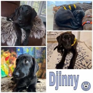 Djinny in 38640 Goslar *vermittelt*