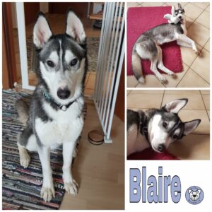 Blaire in 24247 Mielkendorf *vermittelt*