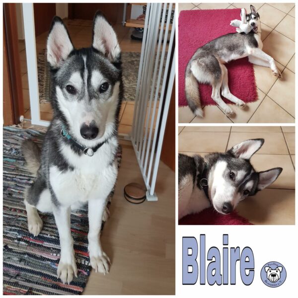 Blaire in 24247 Mielkendorf *vermittelt*