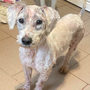 SIMBA - auf Pflegestelle in PLZ 31 *vermittelt*