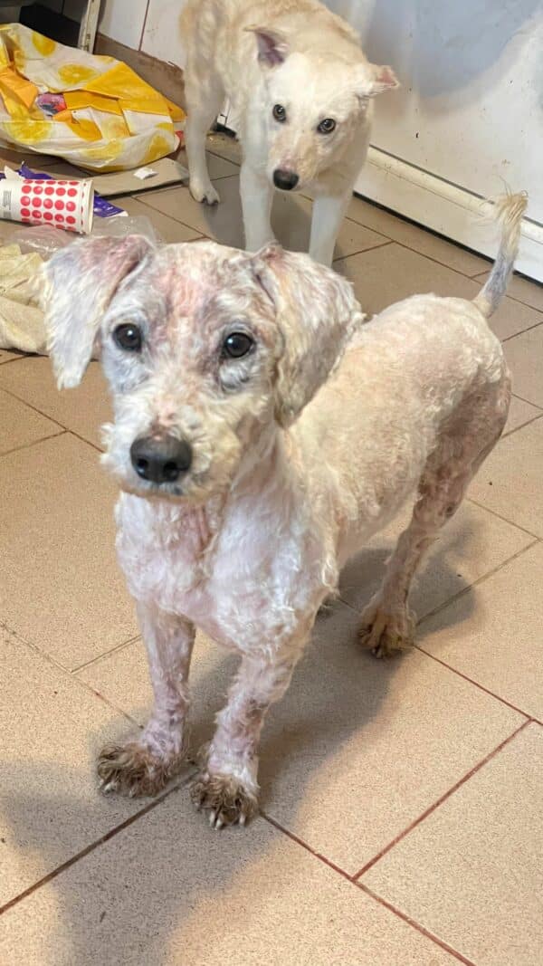 SIMBA - auf Pflegestelle in PLZ 31 *vermittelt*