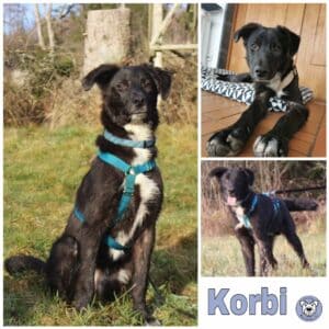 Korbi in 79736 Rickenbach *vermittelt*
