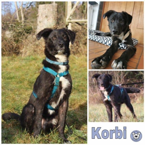 Korbi in 79736 Rickenbach *vermittelt*