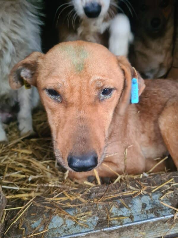 MARIELLA - seel. Notfall - reserviert TH Filderstadt - vermittelt – Bild 2