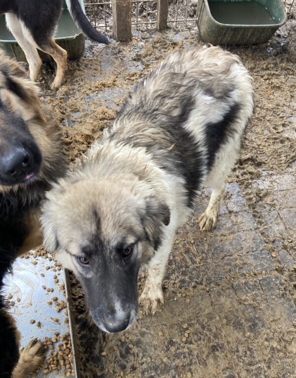 MICHIKO (♀) - seit mind. 2022 im Shelter – Bild 12