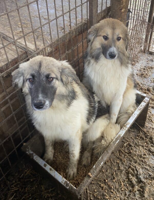 MICHIKO (♀) - seit mind. 2022 im Shelter – Bild 14