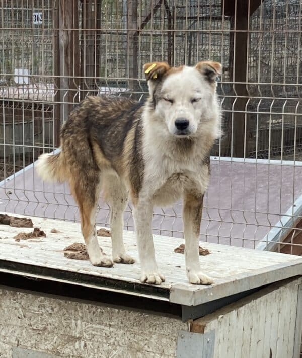 FRANCIS (♂) - RBB 04/25 – Bild 13