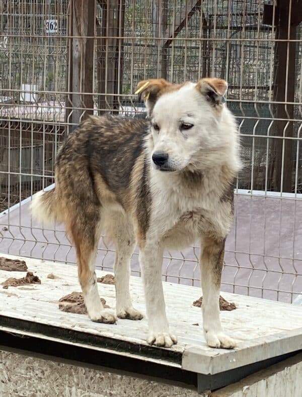 FRANCIS (♂) - RBB 04/25 – Bild 17