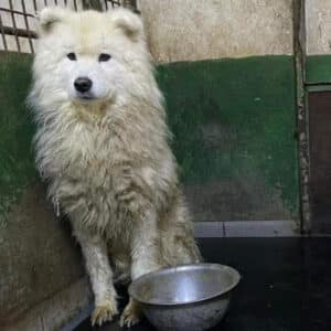 TAK NANOOK - reserviert SK - vermittelt