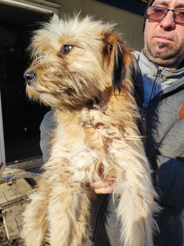 ALLY - auf Pflegestelle in PLZ 2 *vermittelt* – Bild 3