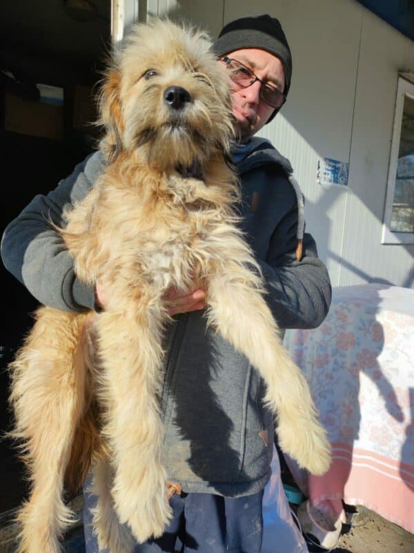 ALLY - auf Pflegestelle in PLZ 2 *vermittelt* – Bild 4