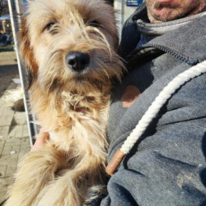 ALLY - auf Pflegestelle in PLZ 2 *vermittelt*