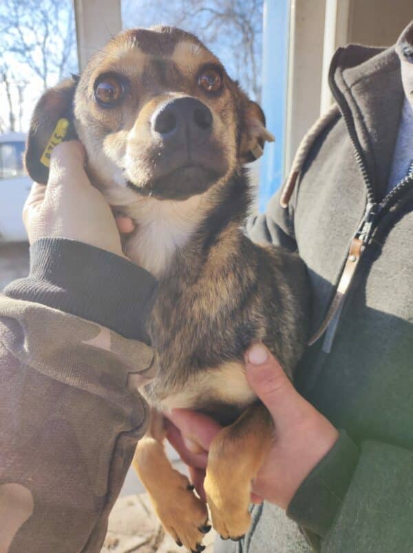 FREYJA - kommt im Außenkennel nicht zurecht - auf Pflegestelle in PLZ 7 *vermittelt* – Bild 6