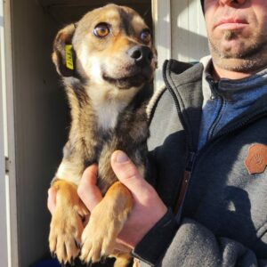 FREYJA - kommt im Außenkennel nicht zurecht - auf Pflegestelle in PLZ 7 *vermittelt*