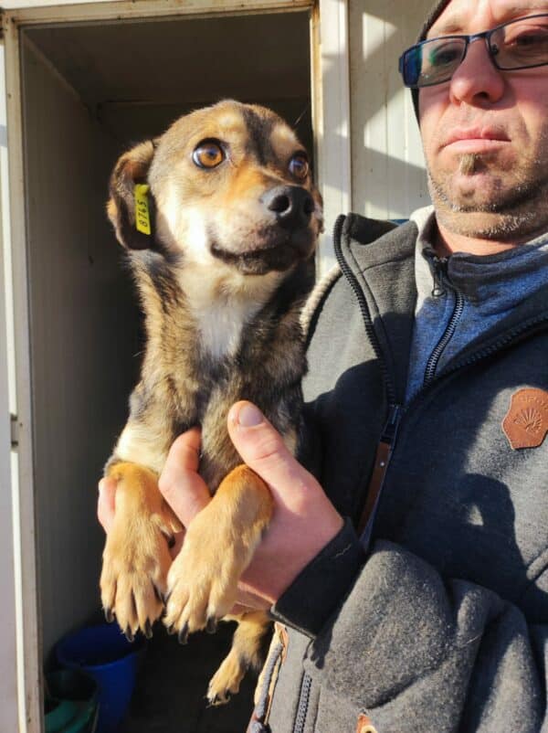 FREYJA - kommt im Außenkennel nicht zurecht - auf Pflegestelle in PLZ 7 *vermittelt*