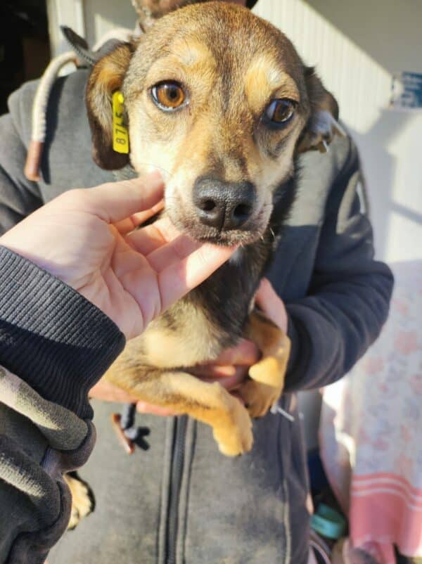 FREYJA - kommt im Außenkennel nicht zurecht - auf Pflegestelle in PLZ 7 *vermittelt* – Bild 3