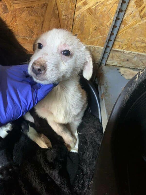 CHICCO - aktuell in Klinik 17/02/23 - reserviert Tierhilfe Lebenswert DR 05.03.- vermittelt – Bild 4