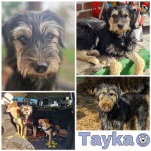 Tayka in 59227 Ahlen - vermittelt