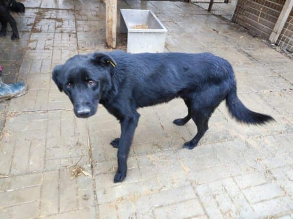 TITOU - reserviert Manuela  - vermittelt – Bild 5