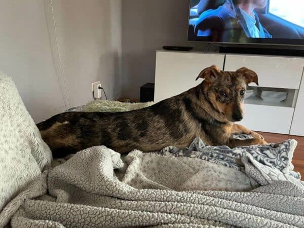 Miss Pepper in 21220 Seevetal *vermittelt* – Bild 4