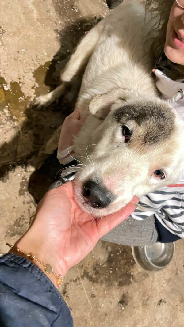 RURIK - reserviert Betty- vermittelt – Bild 3