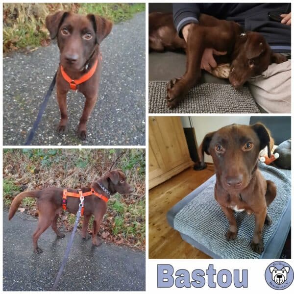 Bastou in 76337 Waldbronn *vermittelt*