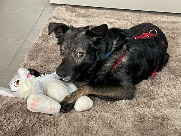 Elliot in in 65549 Limburg *vermittelt* – Bild 2