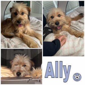 Ally in 26817 Rhauderfehn/ Ostfriesland *vermittelt*