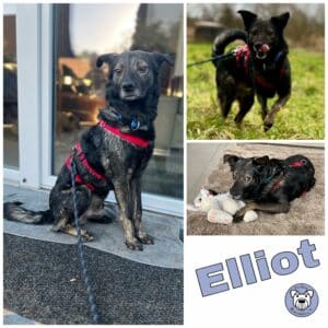 Elliot in in 65549 Limburg *vermittelt*