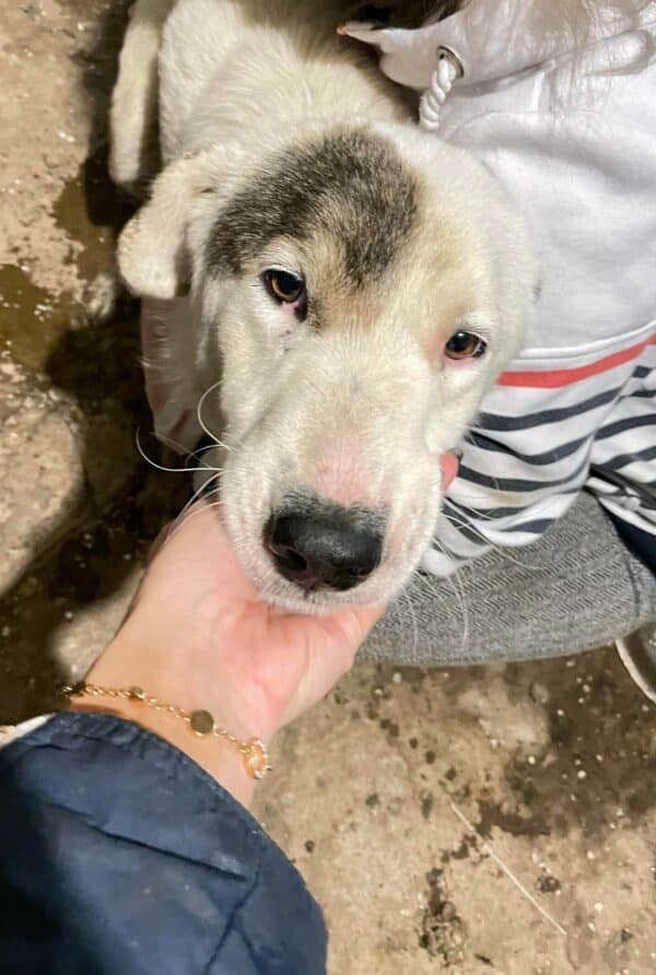 RURIK - reserviert Betty- vermittelt – Bild 4