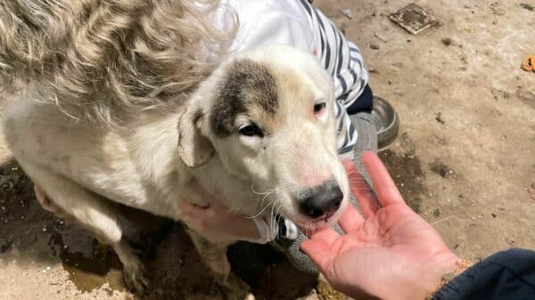 RURIK - reserviert Betty- vermittelt – Bild 2