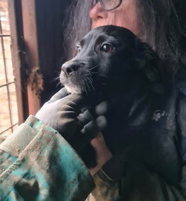 BLACK BEAUTY - reserviert Alexandra  - vermittelt – Bild 3