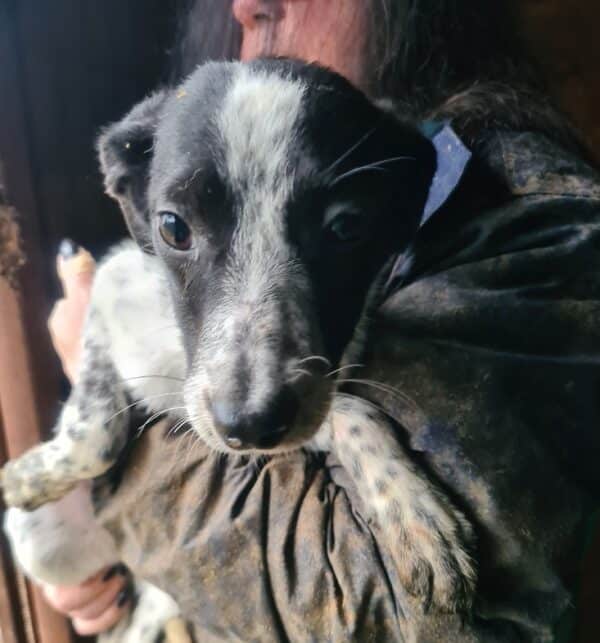 DARCY - reserviert Tierhilfe Lebenswert DR 15.02. - vermittelt – Bild 5