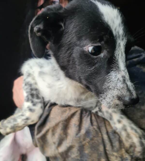 DARCY - reserviert Tierhilfe Lebenswert DR 15.02. - vermittelt – Bild 3