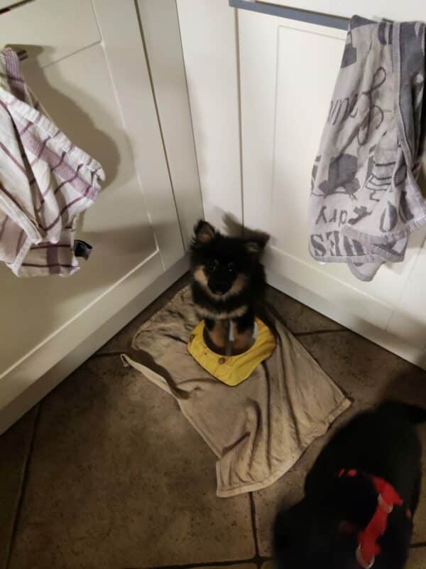 Mabel in 21493 Möhnsen *vermittelt* – Bild 15