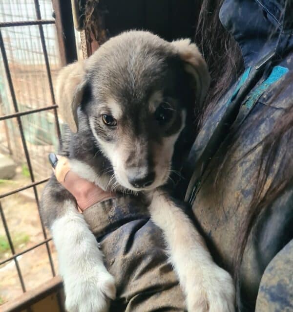 FLIPPY - reserviert Tierhilfe Lebenswert DR 15.02. - vermisst 02/23