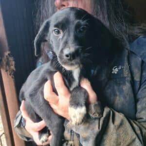 BLACK BEAUTY - reserviert Alexandra  - vermittelt