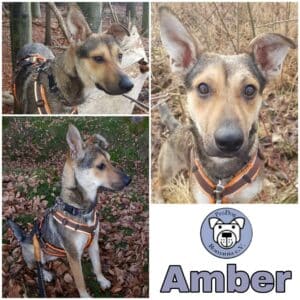 Amber in 82223 Eichenau *vermittelt*