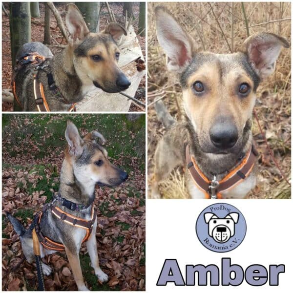 Amber in 82223 Eichenau *vermittelt*