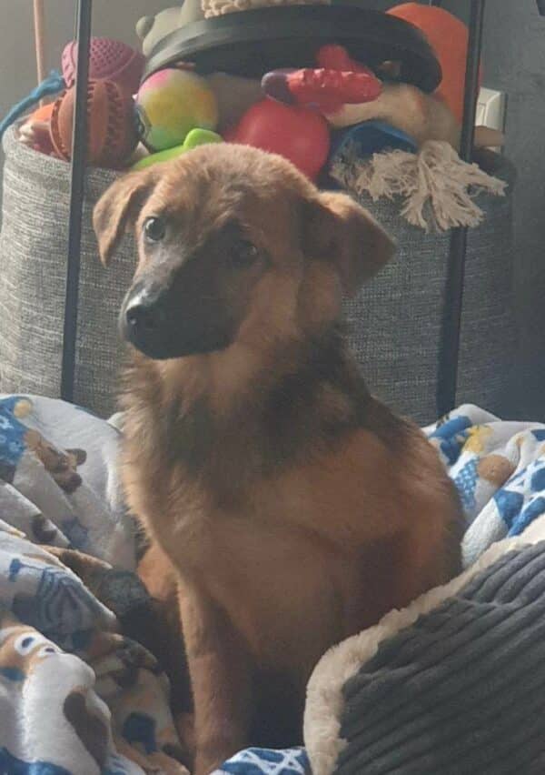 Kariko in 12587 Berlin *vermittelt* – Bild 4