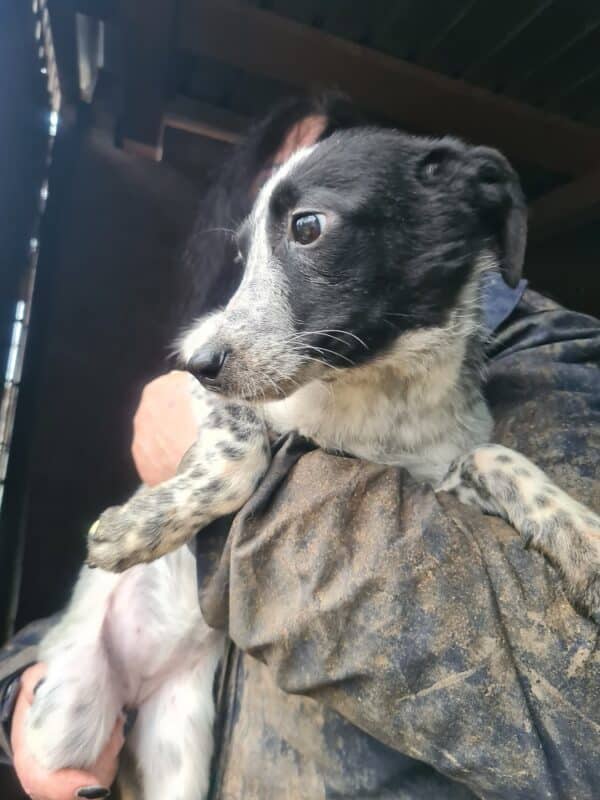 DARCY - reserviert Tierhilfe Lebenswert DR 15.02. - vermittelt – Bild 4