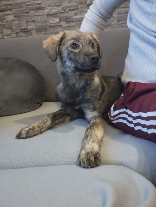 Mischka in 56637 Plaidt *vermittelt* – Bild 11