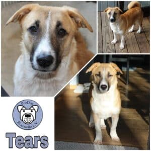 Tears in 40670 Meerbusch *vermittelt*