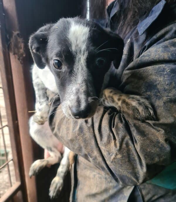 DARCY - reserviert Tierhilfe Lebenswert DR 15.02. - vermittelt