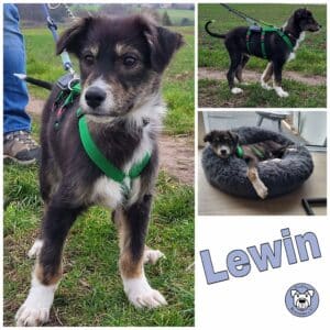 Lewin in 66773 Schwalbach *vermittelt*