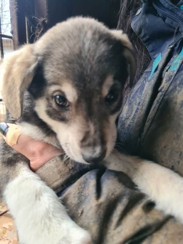 FLIPPY - reserviert Tierhilfe Lebenswert DR 15.02. - vermisst 02/23 – Bild 4