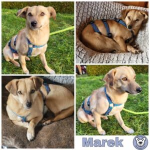 Marek in 24222 Schwentinental - vermittelt