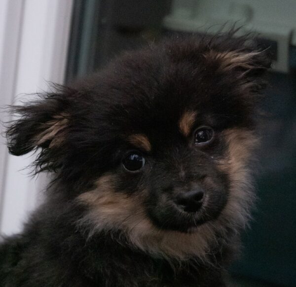 Mabel in 21493 Möhnsen *vermittelt* – Bild 2