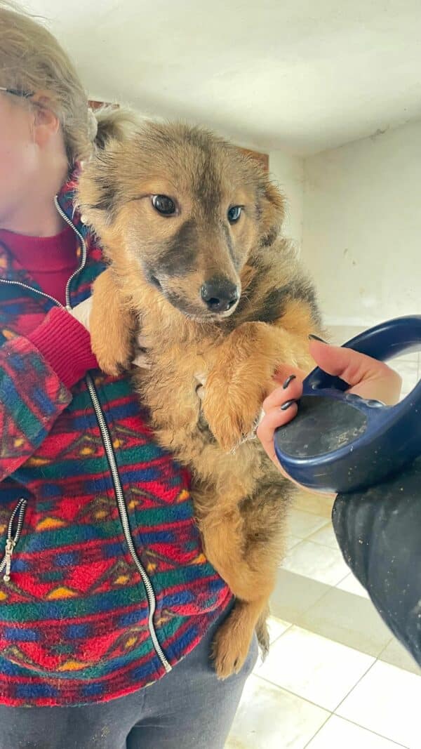 SONNE (♀)- ausgereist zur Hundehilfe Kreta e.V. (NU) – Bild 16