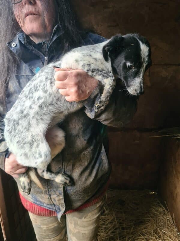 DARCY - reserviert Tierhilfe Lebenswert DR 15.02. - vermittelt – Bild 2